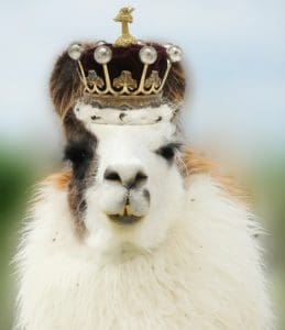 Bahama Llama