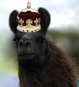 Barack O Llama