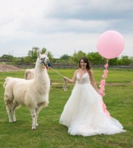 Llama Wedding