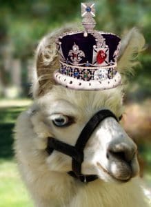 Dalai Llama