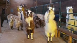 llama llesson