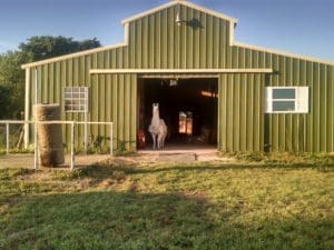 Llama School Visits