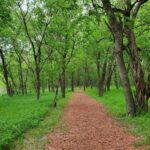 Forest pathway with trees and greenery near Castle Waterford scenic outdoor trail